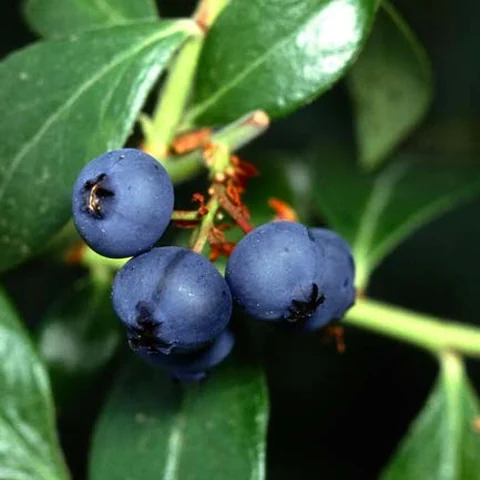 Blueberry