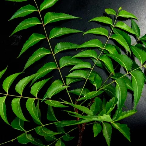 Neem