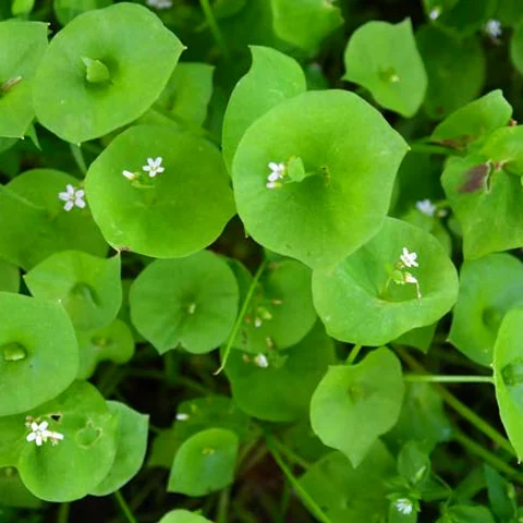 Brahmi (Centella asiatica)