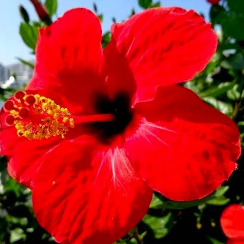Hibiscus