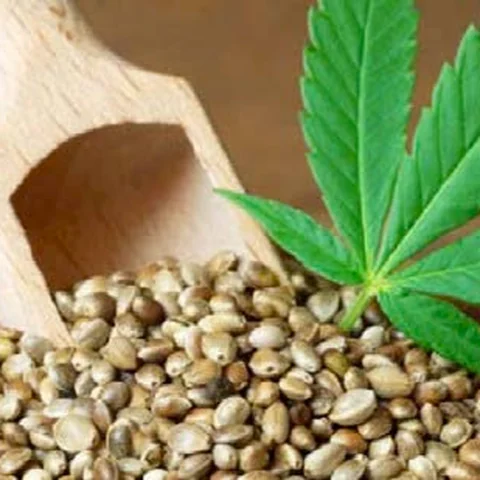 Hemp Seed