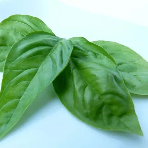 Tulsi