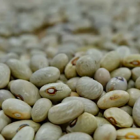 Mung Bean